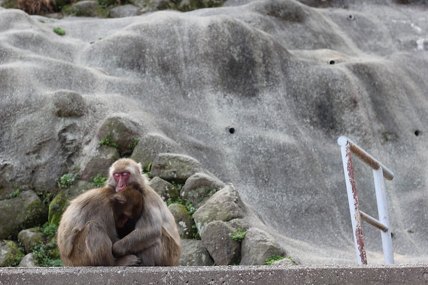 Japanese Macaques Grooming on Rocks in Zoo Enclosure