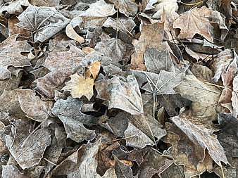 Frosty Brown Leaves Texture Background