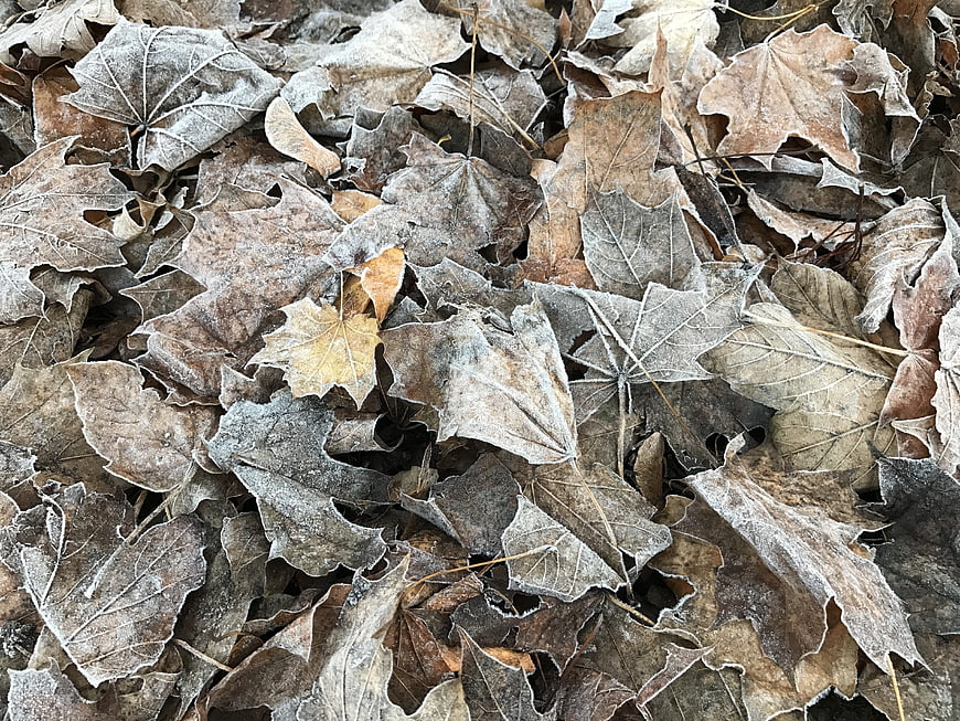 Frosty Brown Leaves Texture Background