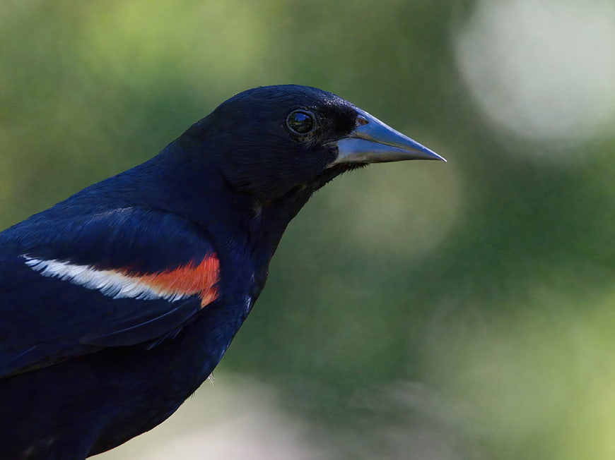Close-up portrait of a male red-winged blackbird