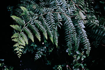 Dark moody fern fronds in a forest setting