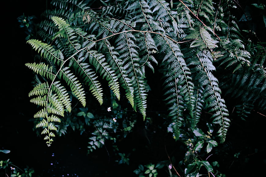 Dark moody fern fronds in a forest setting