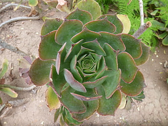 Top-down view of green succulent rosette in garden soil
