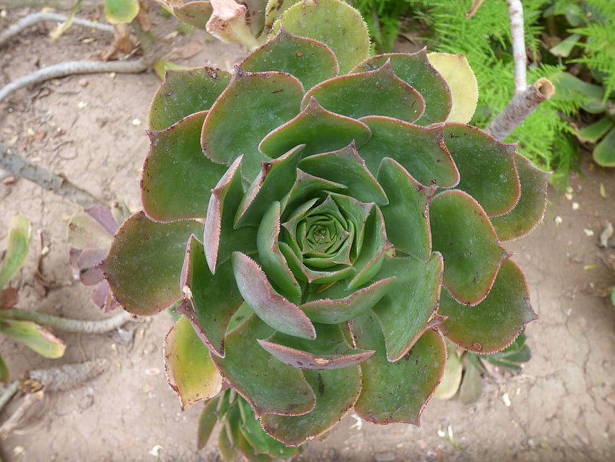 Top-down view of green succulent rosette in garden soil