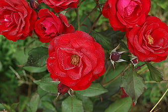 Vibrant red roses with morning dew drops