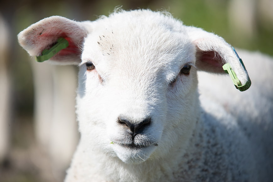 Close-up portrait of a white lamb with ear tags