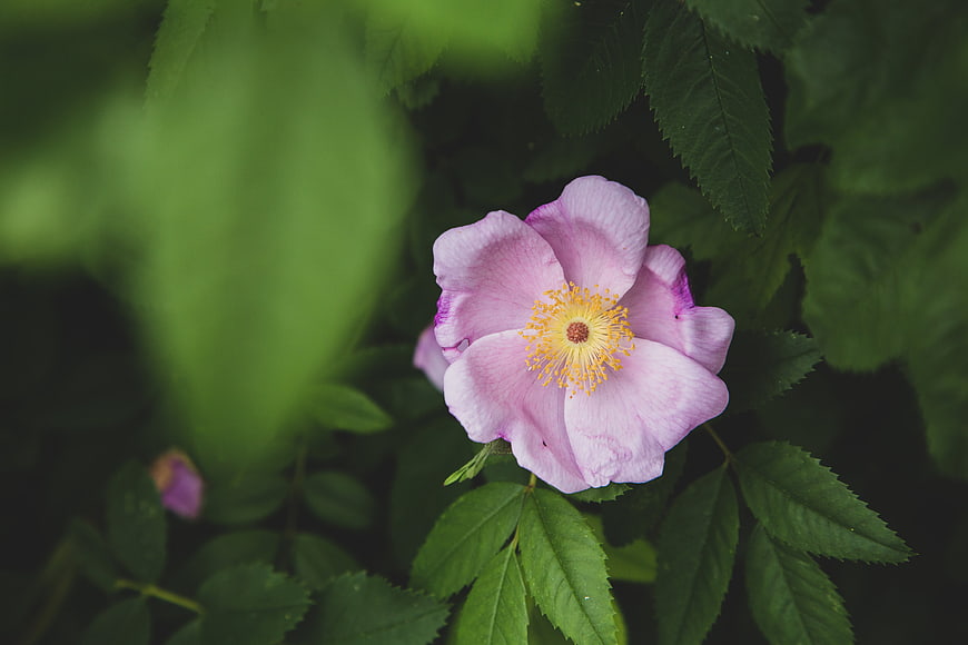 Close-up of a Pink Wild Rose with Yellow Stamen