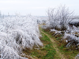 Frosty Winter Path Through Hoarfrost Covered Bushes