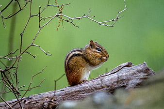 Cute chipmunk eating on a log in a forest