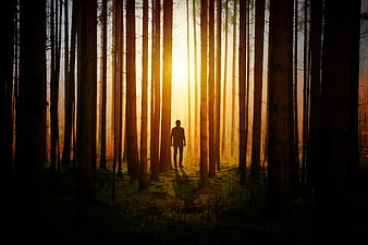 Silhouette of Man Standing in Sunlit Forest