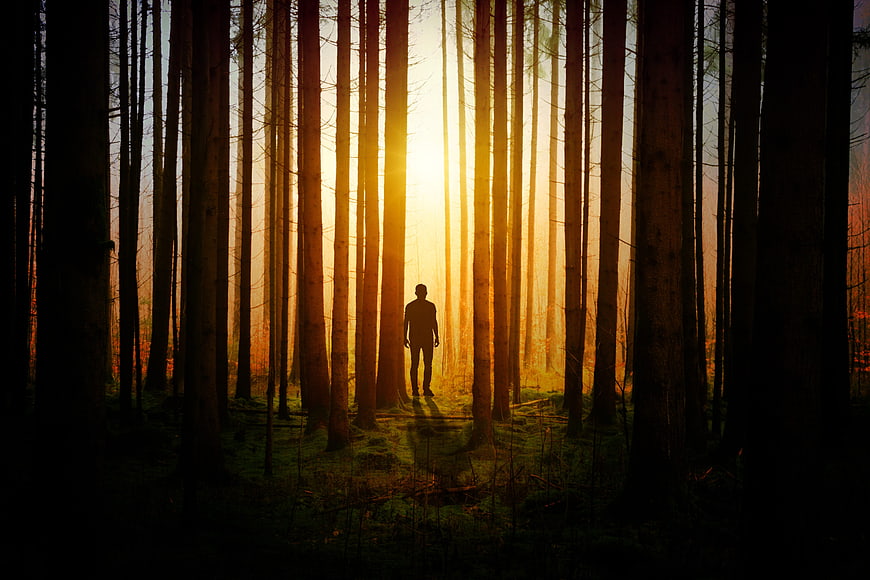 Silhouette of Man Standing in Sunlit Forest