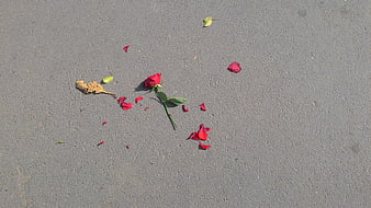 Broken red rose and scattered petals on gray concrete surface