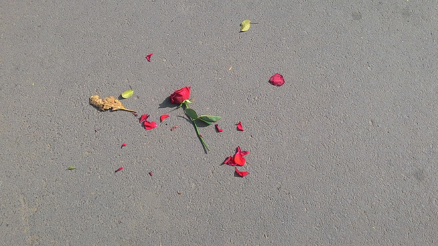 Broken red rose and scattered petals on gray concrete surface