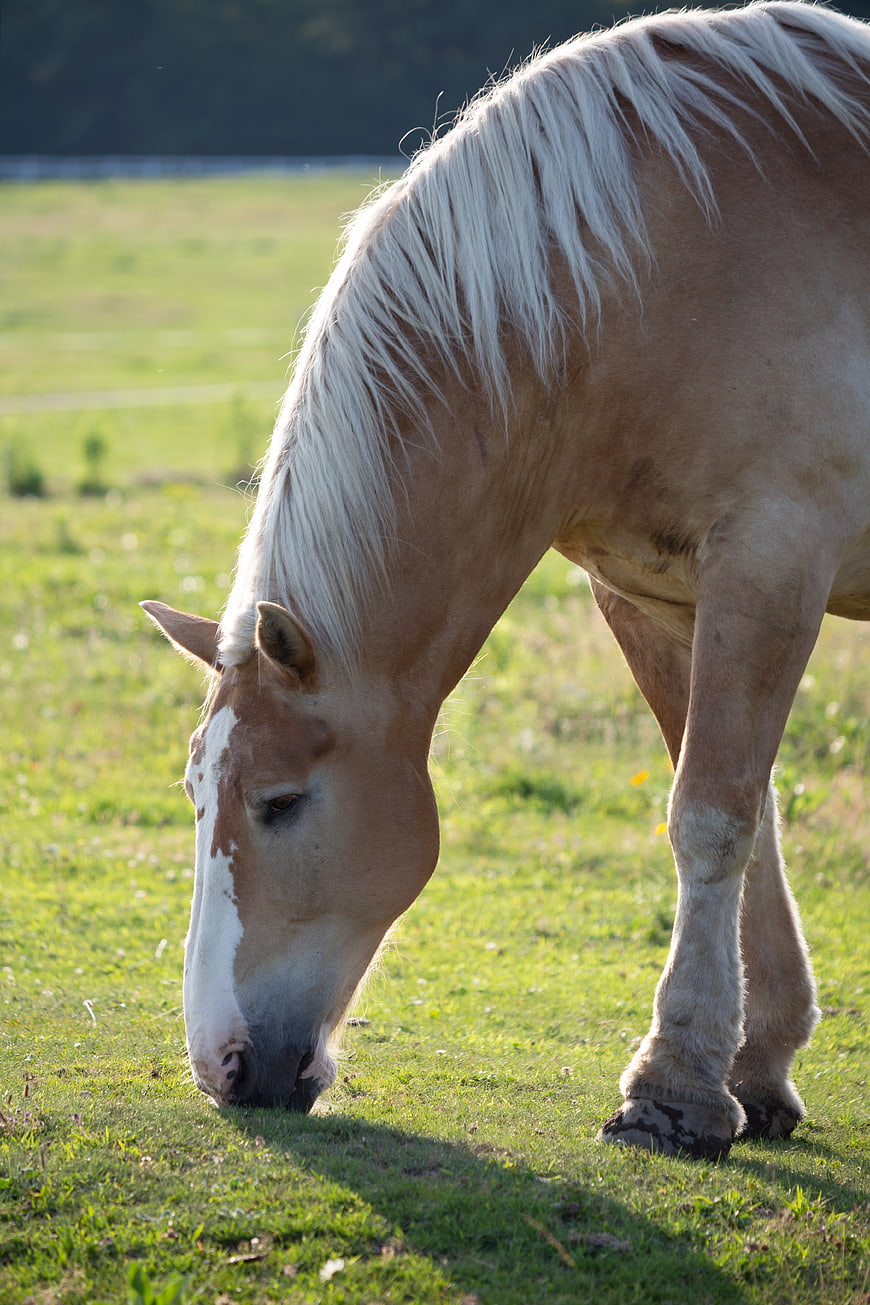 Palomino Horse Grazing in Green Pasture