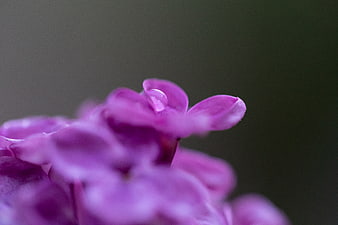 Close-up of purple lilac flower with water droplet