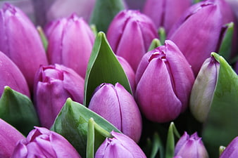 Close-up of vibrant purple tulips with green leaves