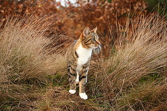 Tabby and White Cat Walking Through Tall Autumn Grass