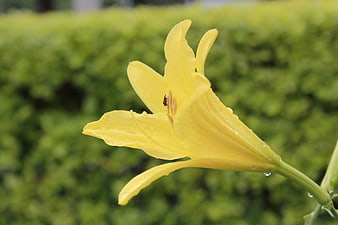 Close-up of yellow daylily flower with water droplets