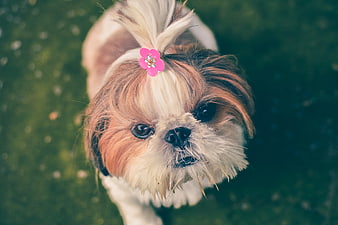 Cute Shih Tzu Dog with Pink Flower Bow Looking Up