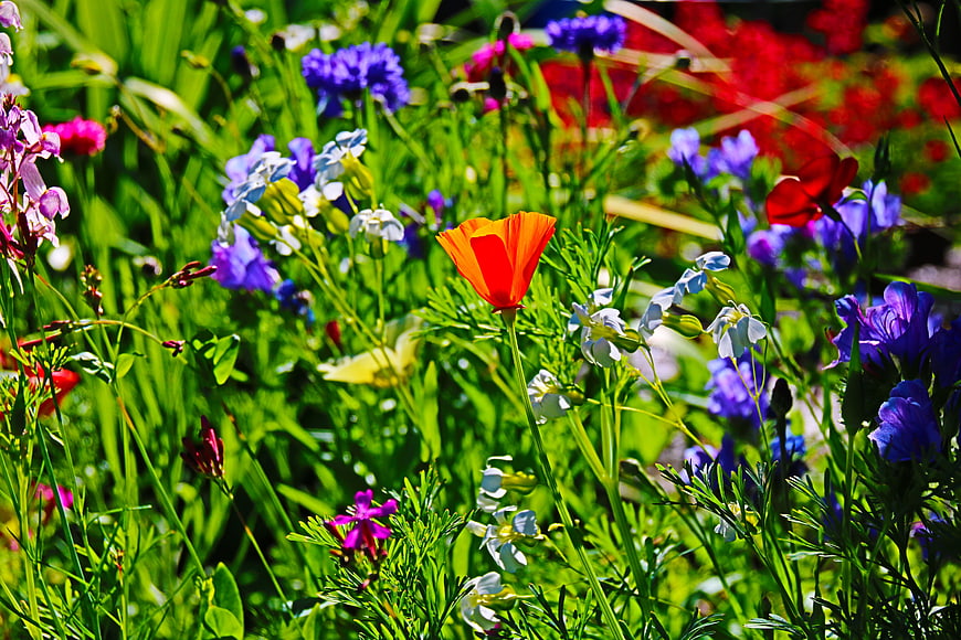 Vibrant Orange Poppy in Colorful Wildflower Meadow