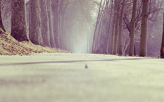Foggy Forest Road with Purple Tint and Autumn Leaves