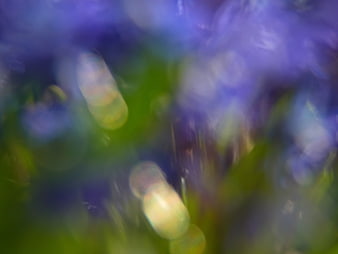 Abstract Purple and Green Bokeh Nature Background