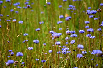 Vibrant Blue Wildflowers in a Green Summer Meadow