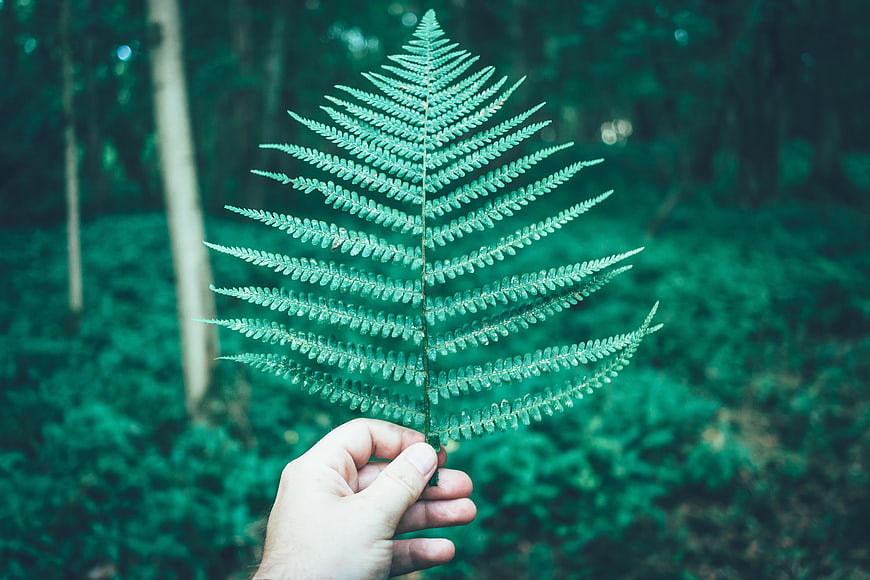 Hand holding green fern leaf in forest