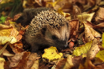 Hedgehog foraging among colorful autumn leaves in a natural forest setting