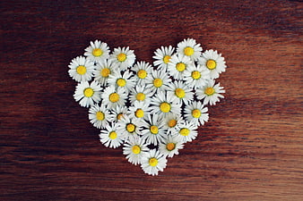 Heart shape made of white daisies on wooden background