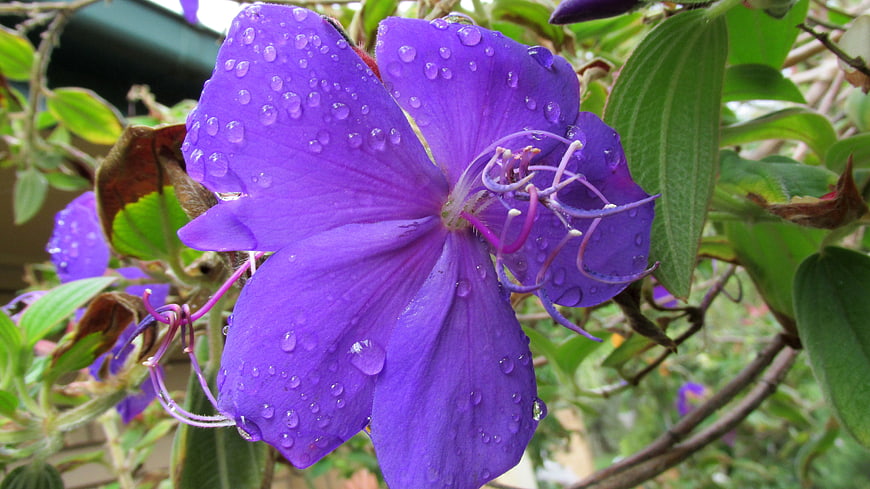Vibrant Purple Flower with Raindrops Close-Up