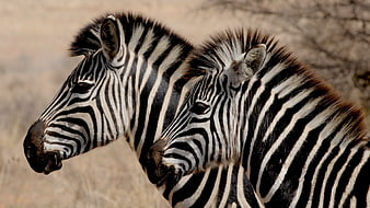 Two Zebras Standing Close Together in Savanna