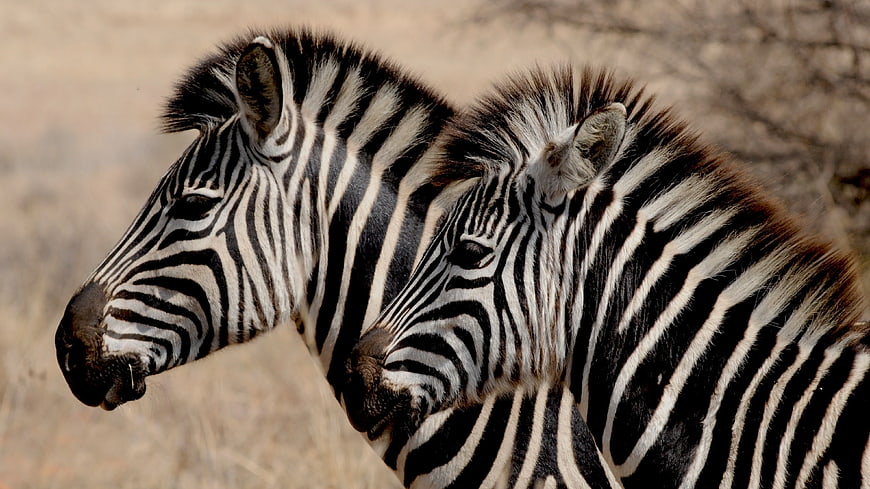 Two Zebras Standing Close Together in Savanna