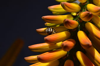 Close-up of a bee on yellow aloe flower buds