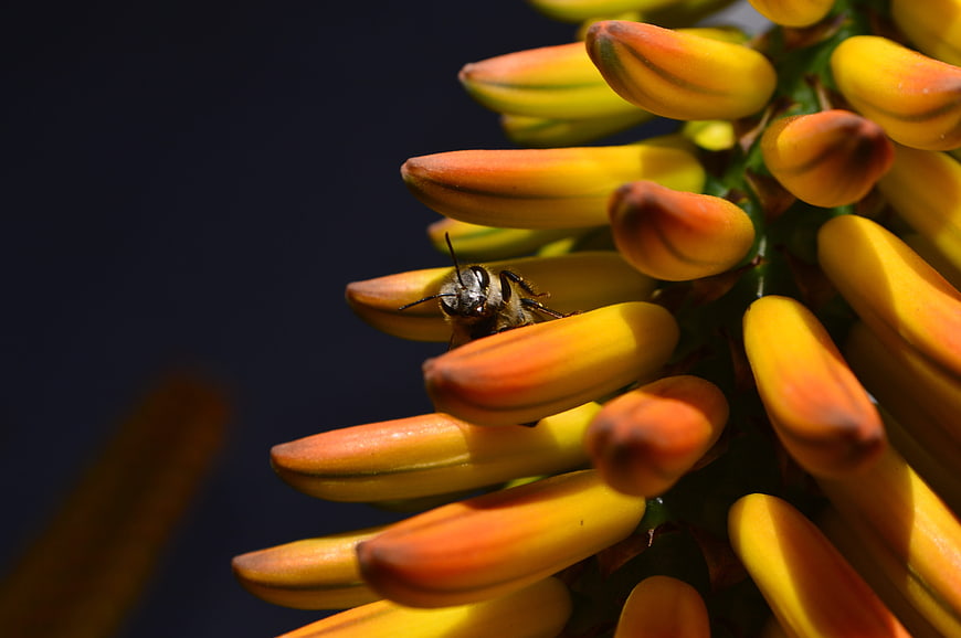Close-up of a bee on yellow aloe flower buds