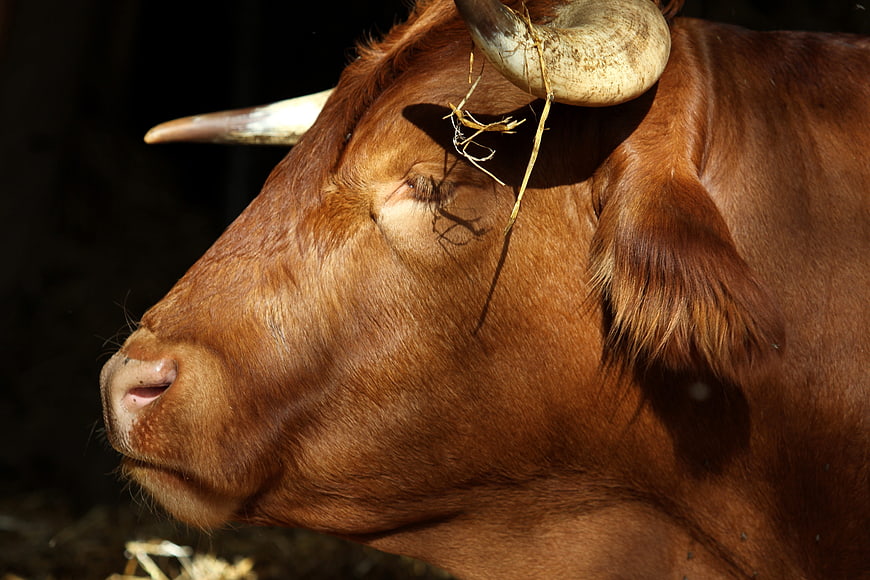 Close-up portrait of a brown Limburger beef cow with horns