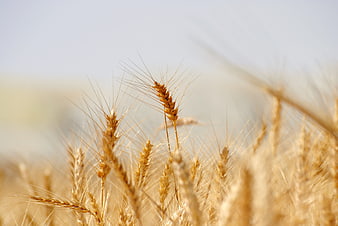 Golden wheat stalks in a field with soft blurred background