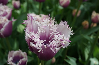 Close-up of purple fringed tulip with white edges