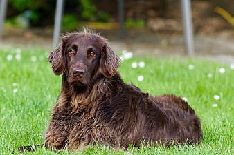 Chocolate Flat-Coated Retriever Lying on Green Grass