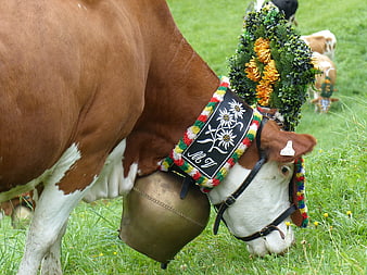 Brown and white cow with traditional Alpine bell and floral crown