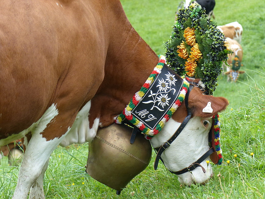 Brown and white cow with traditional Alpine bell and floral crown