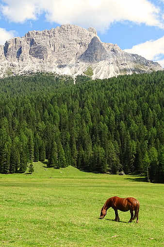 Brown Horse Grazing in Alpine Meadow with Mountain Peak