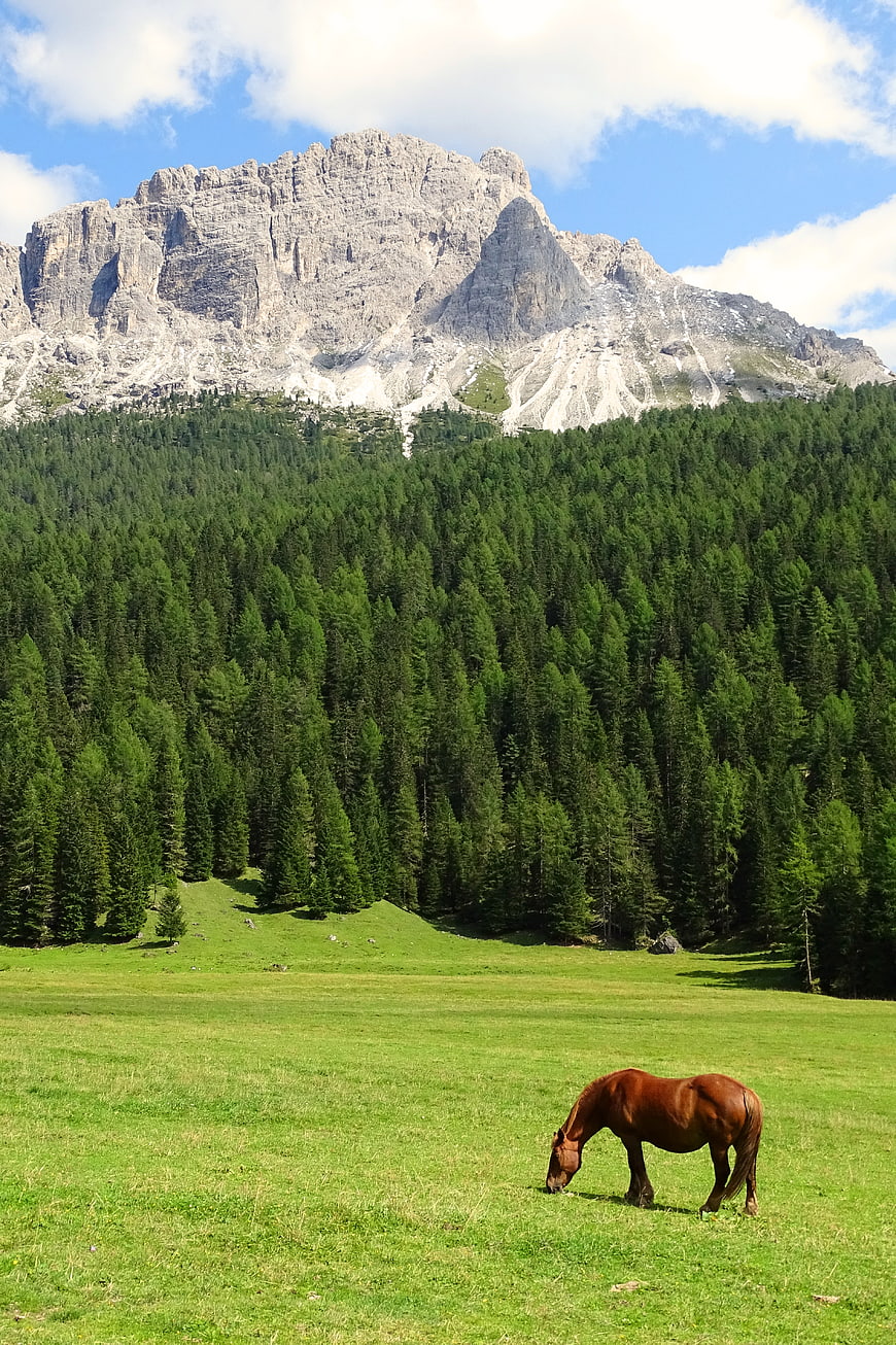 Brown Horse Grazing in Alpine Meadow with Mountain Peak