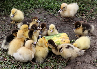 Cute fluffy ducklings eating a piece of squash