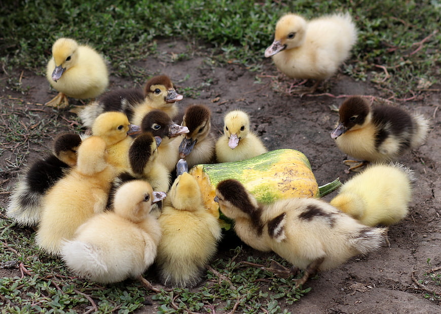 Cute fluffy ducklings eating a piece of squash