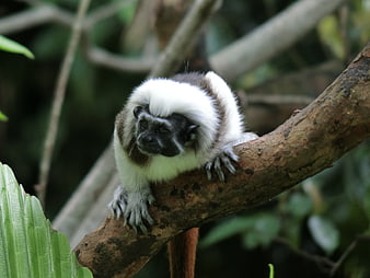 Common Marmoset Monkey Perched on Tree Branch in Jungle