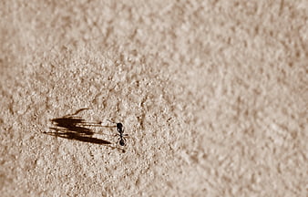 Small Ant with Large Shadow on Textured Wall