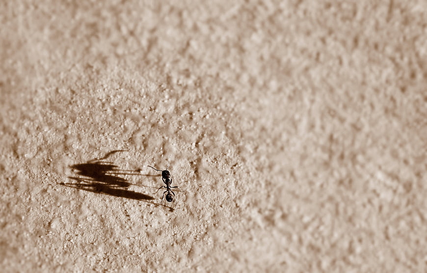 Small Ant with Large Shadow on Textured Wall