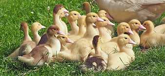 Cute ducklings huddled together on green grass