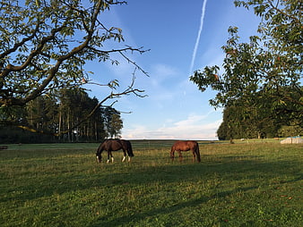 Two horses grazing in a green pasture with trees